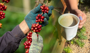Do campo à xícara: a evolução sustentável do café brasileiro