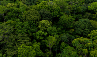Série “Concessão Florestal no Brasil” estreia e mostra como manejo sustentável pode reduzir desmatamento e fortalecer economias locais