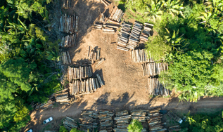 Mato Grosso lidera a indústria madeireira na Amazônia, com oportunidades de expansão do manejo e da rastreabilidade