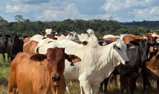 Lançamento de guia apoia pecuária na gestão de riscos relacionados a atividades ilegais em Terras Indígenas na Amazônia Legal