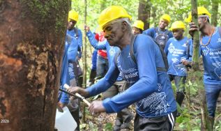 Comunidades Quilombolas de Oriximiná Recebem Capacitação em Manejo Sustentável de Copaíba