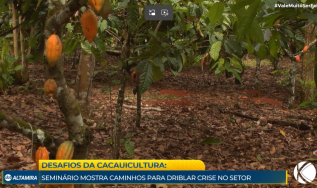Seminário reúne 400 produtores no segundo maior município produtor de cacau do Brasil