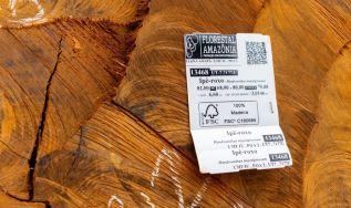 Floresta em pé precisa de um mercado para a madeira