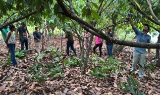 Capacitação fortalece manejo sustentável do cacau e sistemas agroflorestais em São Félix do Xingu