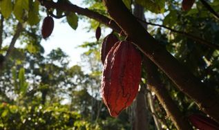 O que existe por trás de um chocolate? O papel da certificação na cadeia do cacau