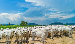 Agropecuária mantém estabilidade nas emissões pelo segundo ano consecutivo