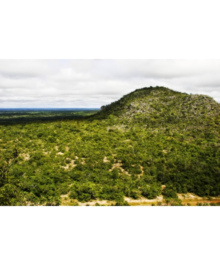 Calha Norte: 2 milhões de hectares de florestas e uma nova economia no horizonte