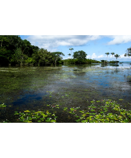 IMAFLORA 20 anos: Como tudo começou na Floresta Nacional do Tapajós