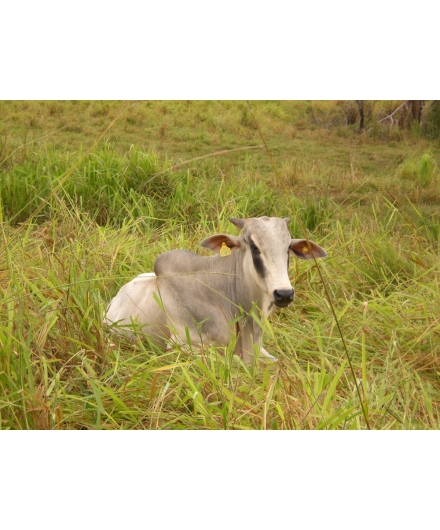 Pecuarista faz adequações socioambientais e conquista selo verde em pleno bioma Amazônia