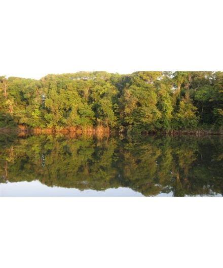 Cientistas apresentam resultados de estudo sobre Código Florestal na Câmara dos Deputados