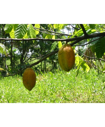 CACAU FINO MOVE A ECONOMIA DA FLORESTA EM SÃO FÉLIX DO XINGU