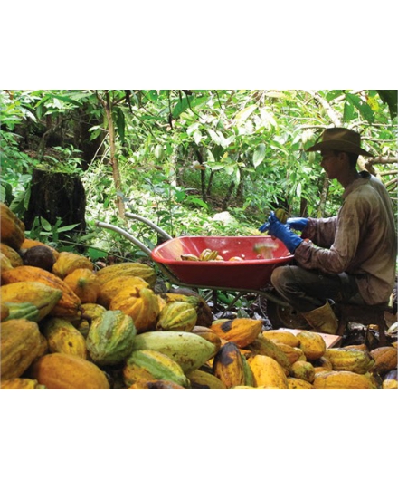 Estimulados por venda para a indústria, agricultores familiares planejam aumentar a produção de cacau em São Félix do Xingu