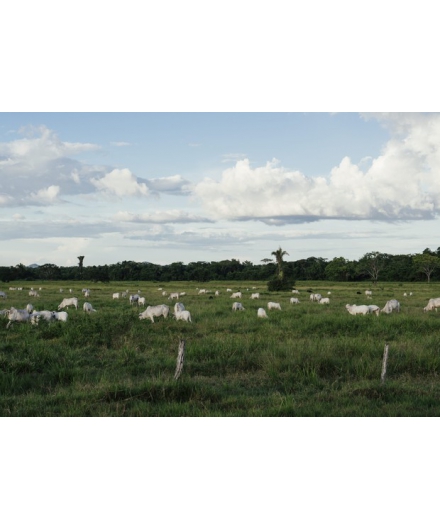 Brasil precisa modernizar a pecuária para reduzir as emissões do clima