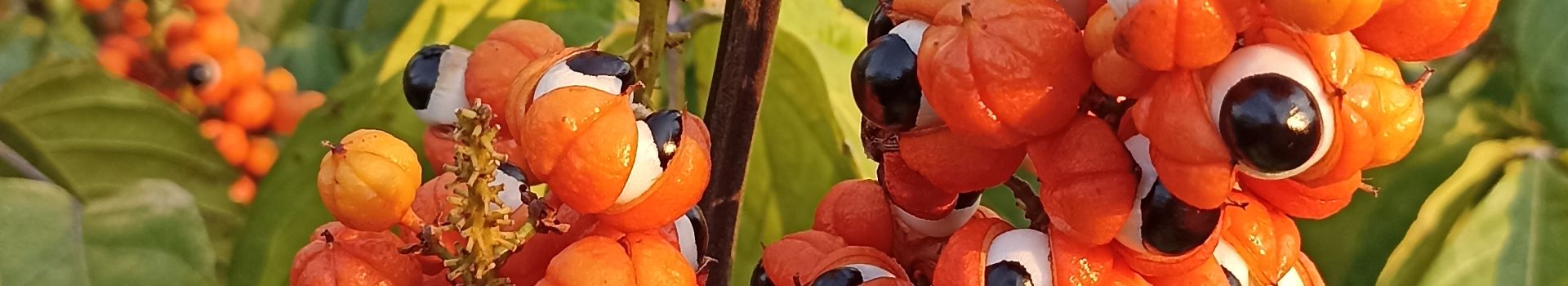 Banner Mobile