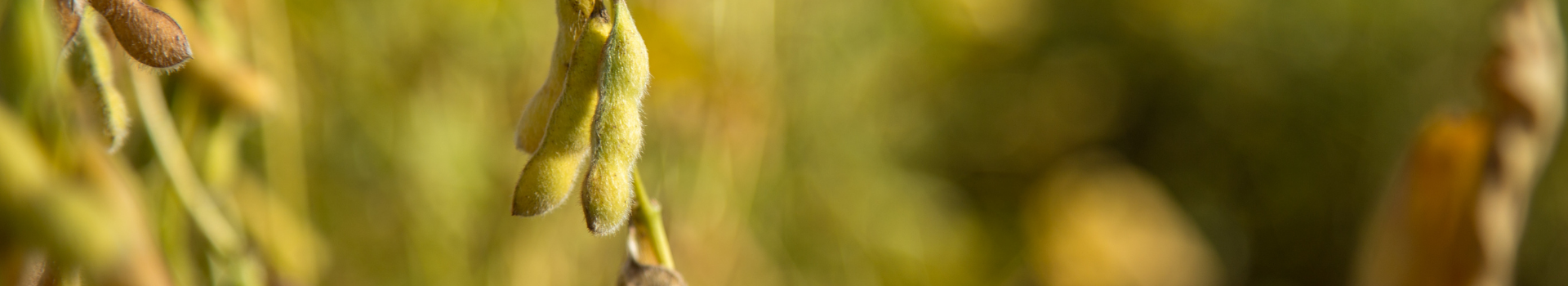 Banner Desktop